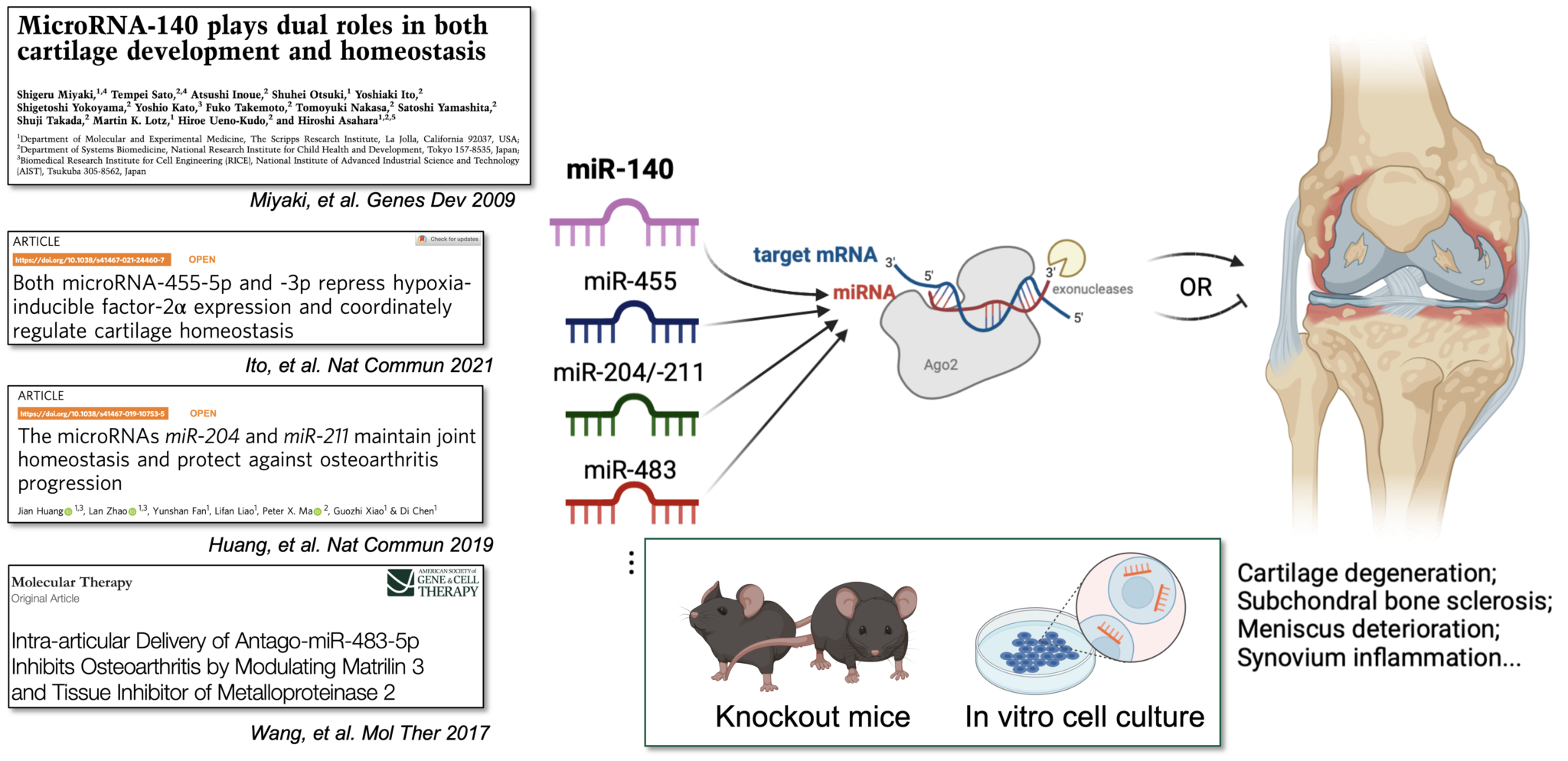 Role of microRNAs in the development of osteoarthritis - 広島大学 HU SPRING ...